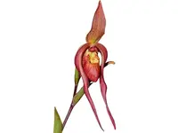 Phragmipedium Harry Nagata