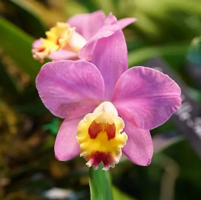 Cattleya Crystelle Smith HCC/AOS Parfumata 'N.R'