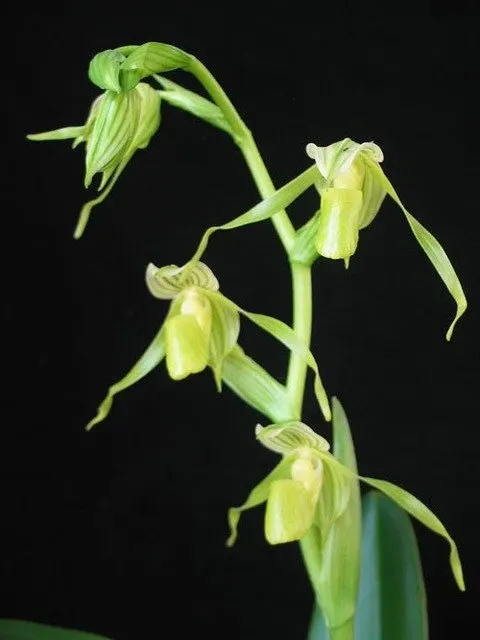Paphiopedilum kolopakingii f.katheriae x x self 'Green Rainbow' (Paphiopedilum)