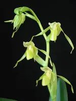 Paphiopedilum kolopakingii f.katheriae ( Alba ) x 'Green Rainbow' x self