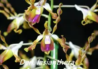 Den. lasianthera x sib ('#2' x '#3') (DS144) ( - - lasianthera )