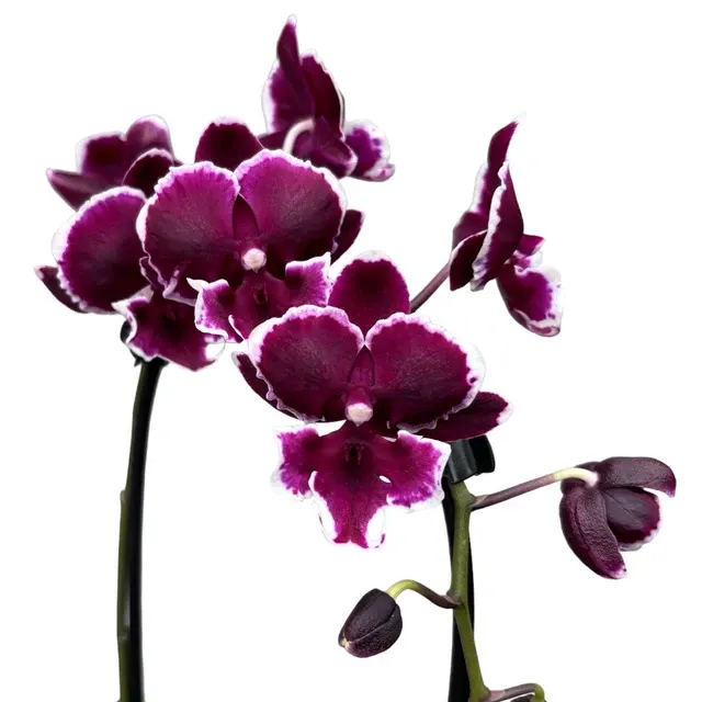 Phalaenopsis New Pearl