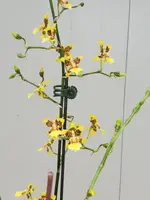 Oncidium sphacelatum