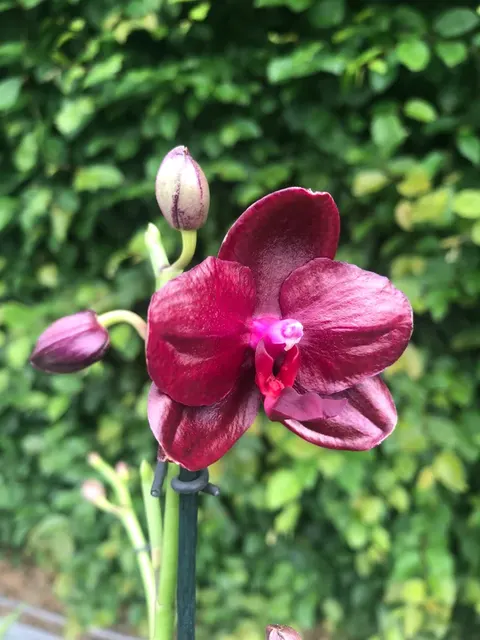 Phalaenopsis SOGO RELAX