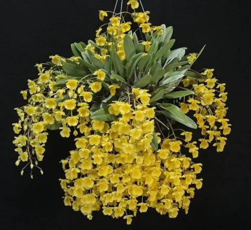 Dendrobium aggregatum (Dendrobium)
