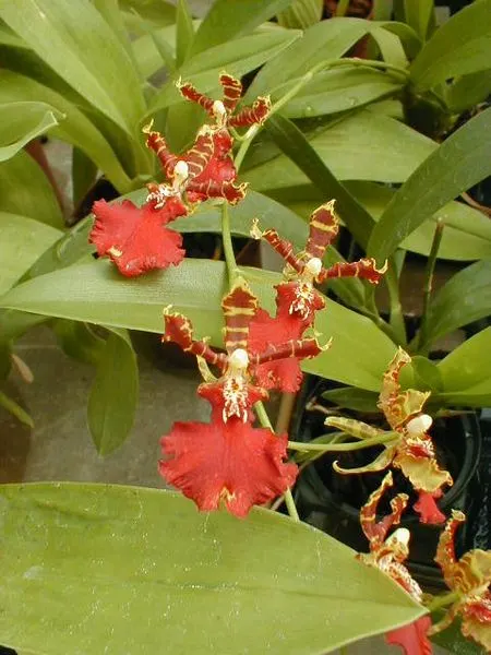 Odontocidium SUSAN KAUFMANN ''rot''