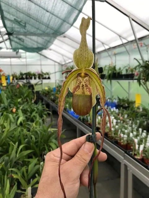 Phragmipedium Grande ‘P11’ (Phragmipedium)