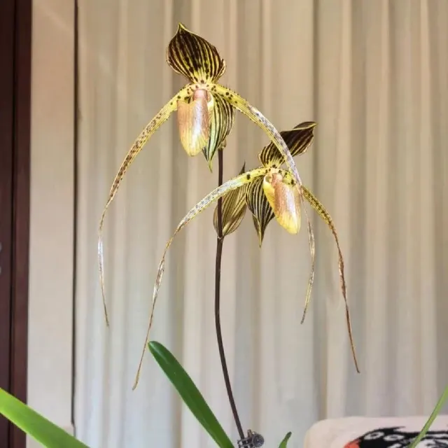 Paphiopedilum Formosa Comet (Paphiopedilum)