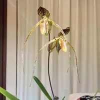Paphiopedilum Formosa Comet