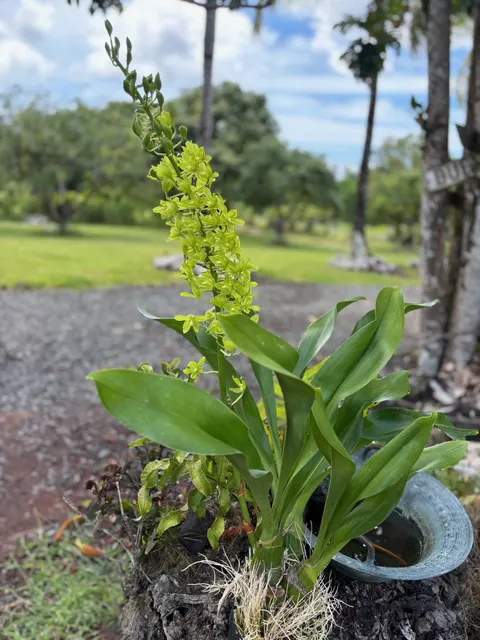 Grammatophyllum scriptum (Grammatophyllum)