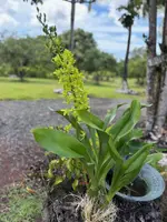 6″ Standard Gram. scriptum var. citrinum