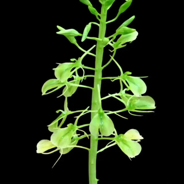 Liparis cordifolia