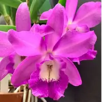 Brassocatanthe Little Mermaid