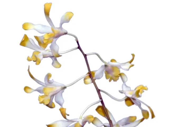 Dendrobium Banana Royal (Dendrobium)