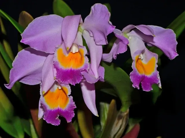 Cattleya wallisii rubra