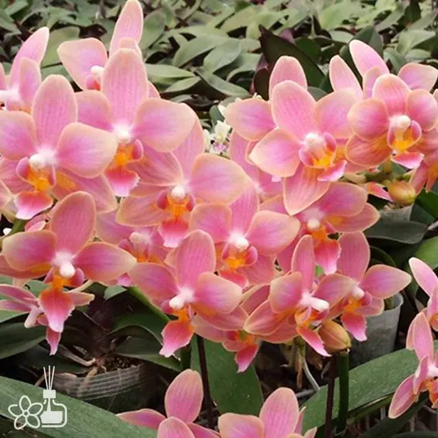 Phalaenopsis Ron-E Glamor '317'