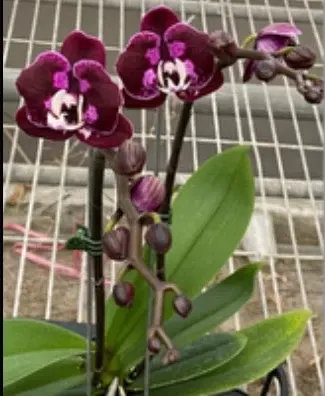 Phalaenopsis CX Red Plum
