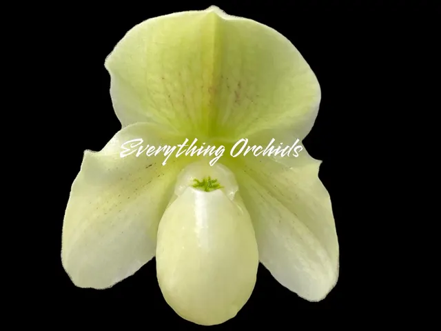 Paphiopedilum QF Alani (Topaz Charm x Greyi)
