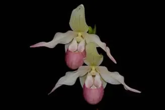 Phragmipedium Sedenii 'Candidum' (Phragmipedium)