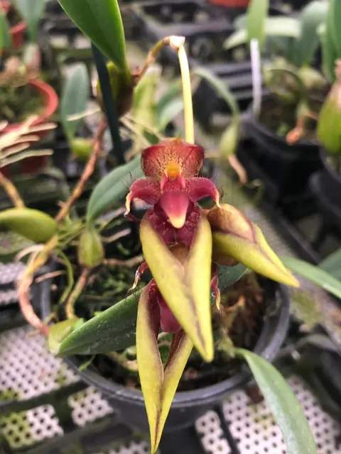 Bulbophyllum pingtungense