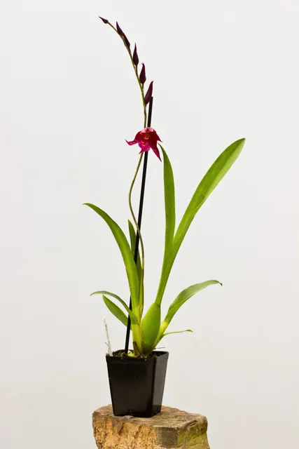 Aliceara Stellar 'Hoku' (Aliceara)