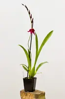 Aliceara Stellar 'Hoku' 4" IN BUD & FLOWER NOW!
