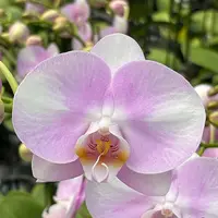 [Bare-root][Import AS-IS] #PA# Phal. Charming Silk [3.0" BS][Sept Preorder 26]