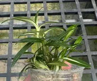 Den. moniliforme Hakutsuru (TXD-02) ( - - moniliforme )