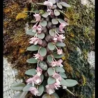Dendrobium procumbense sp.