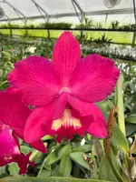 10378 New Hybrid (C. Tropical Star 'Florence' AM/AOS x C. Candy Sparks 'SVO Candy Stripes')