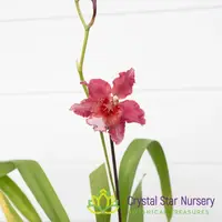 Oncostele Red Silk 'HOF' (H970) — 2.5" Pot / Without Spike