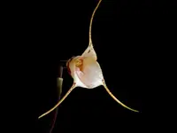 Dracula inaequalis