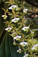 Epidendrum stamfordianum
