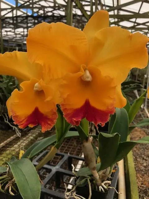 Rhyncholaeliocattleya Yasuji Takasaki 'Hawaii' (Rhyncholaeliocattleya)