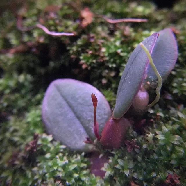Bulbophyllum barbavagabundum (Bulbophyllum)