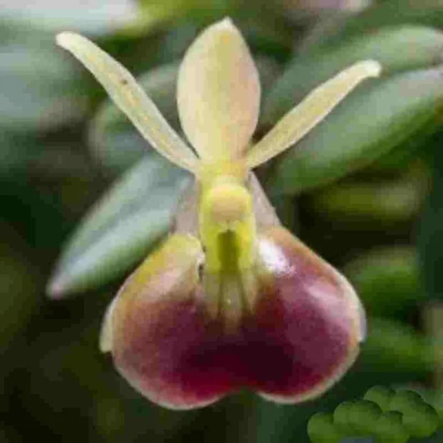 Epidendrum propax (Epidendrum)