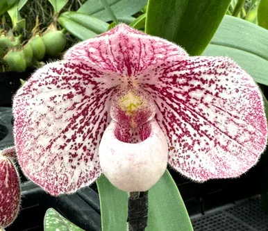 Paphiopedilum delenatii x leucochilum
