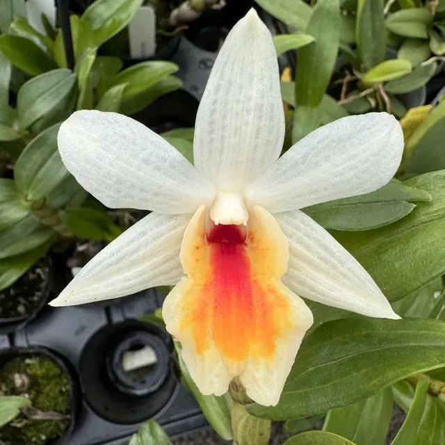 Dendrobium Christy Dawn - Buds
