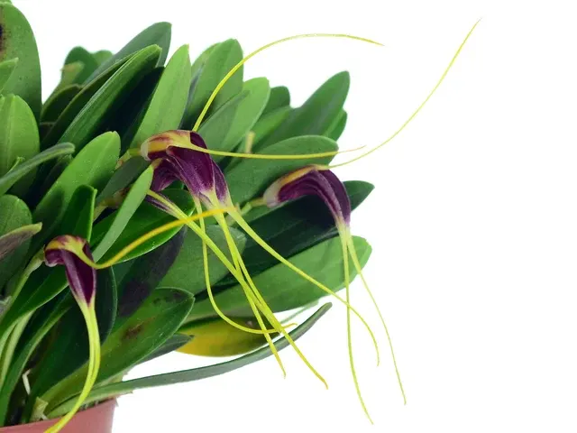 Masdevallia fulvescens (Masdevallia)