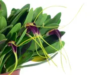 Masdevallia fulvescens