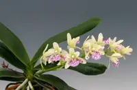 Sedirea japonica "Big"