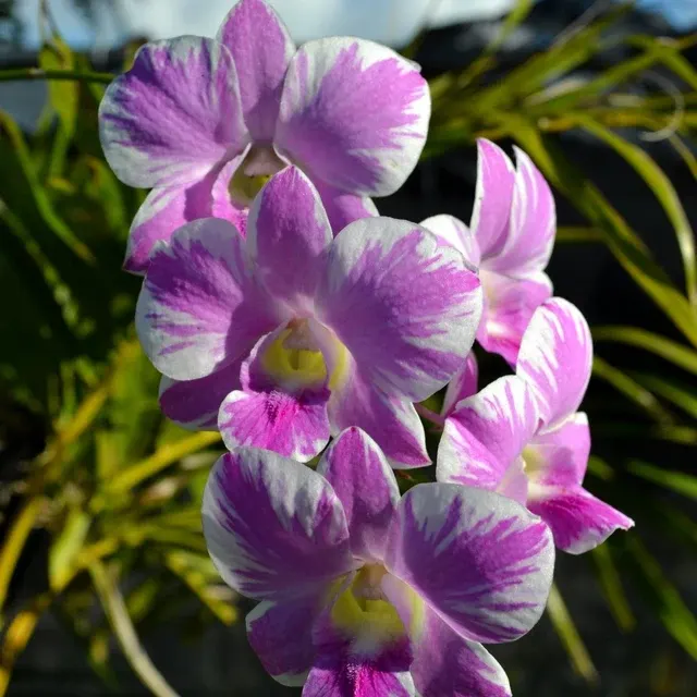 Dendrobium Ekapol Splash (Dendrobium)