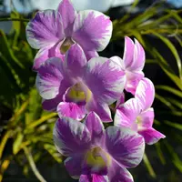 Dendrobium Ekapol Splash