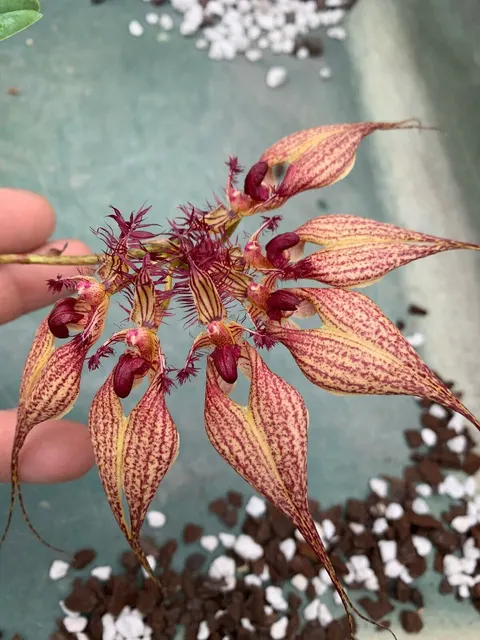 Bulbophyllum VINDOBONA (Bulbophyllum)