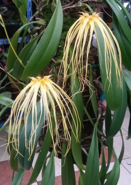 Bulbophyllum Meen Sassy Girl X Lion King 3in