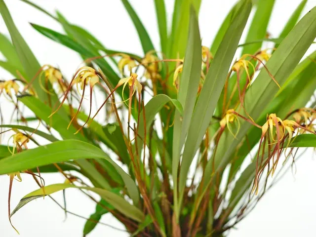 Maxillaria ecuadorensis (Maxillaria)