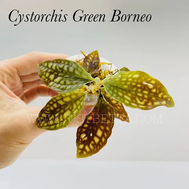 Cystorchis green
