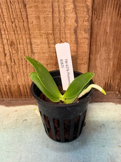 Phalaenopsis hygrochila (Phalaenopsis)