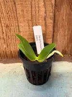 Phalaenopsis hygrochila