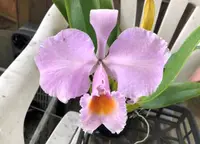 C. schroederae x sib (concolor 'C.H.#1' x 'Copacabana') (C2355) (Cattleya - - schroederae ) SS